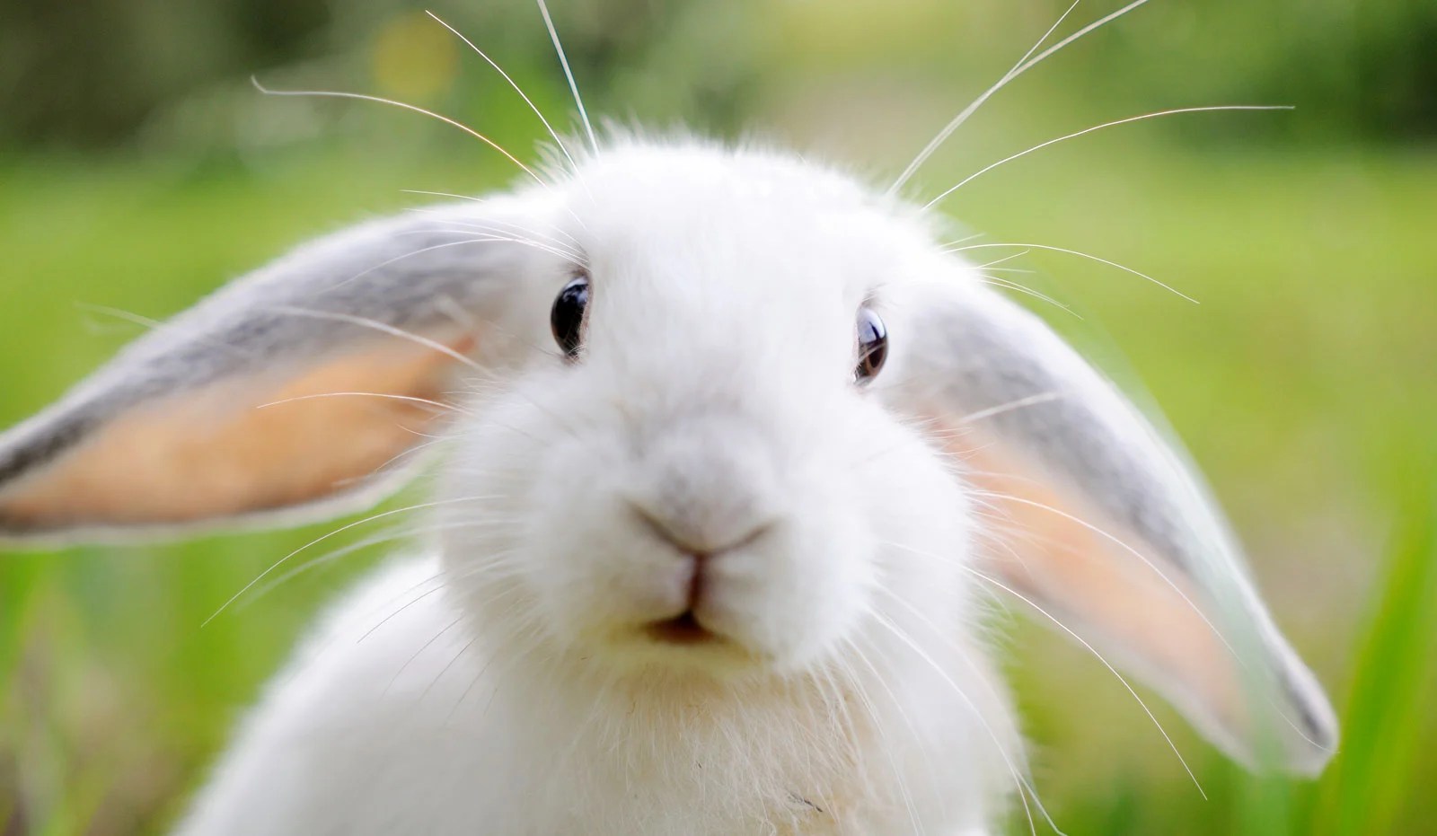 Dreaming of Rabbits Dream Dictionary