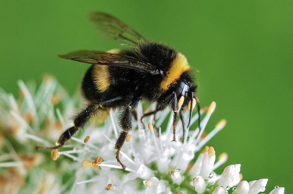 Bumblebee Dream Meaning and Interpretation Dream
