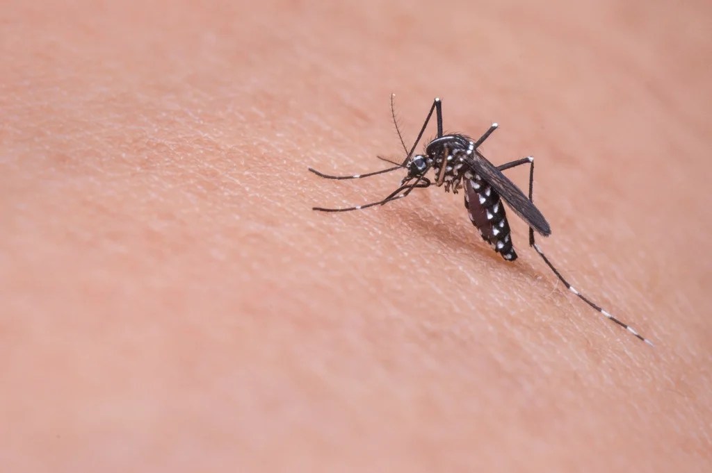 How to Stop Mosquito Bites from Itching?