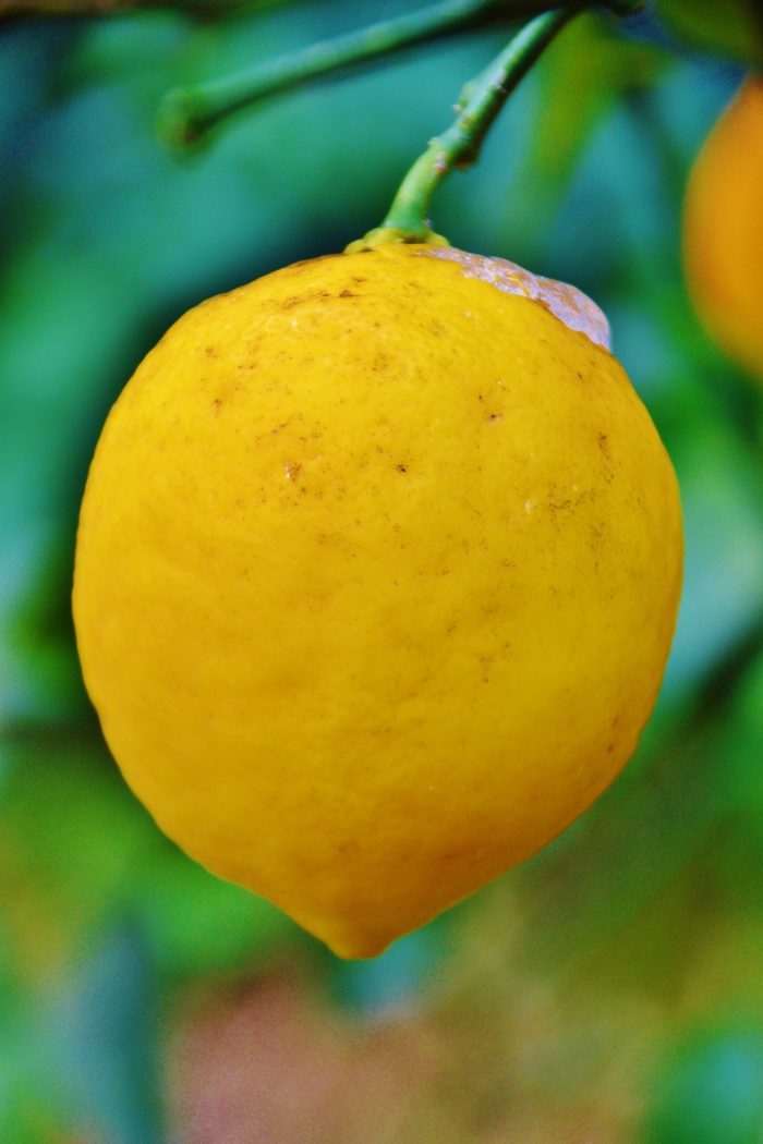 Que voir que faire fête du Citron à Menton Dreams World