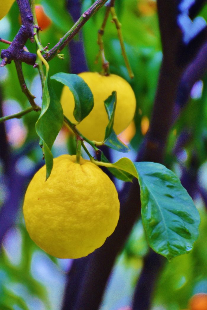 Que voir que faire fête du Citron à Menton Dreams World