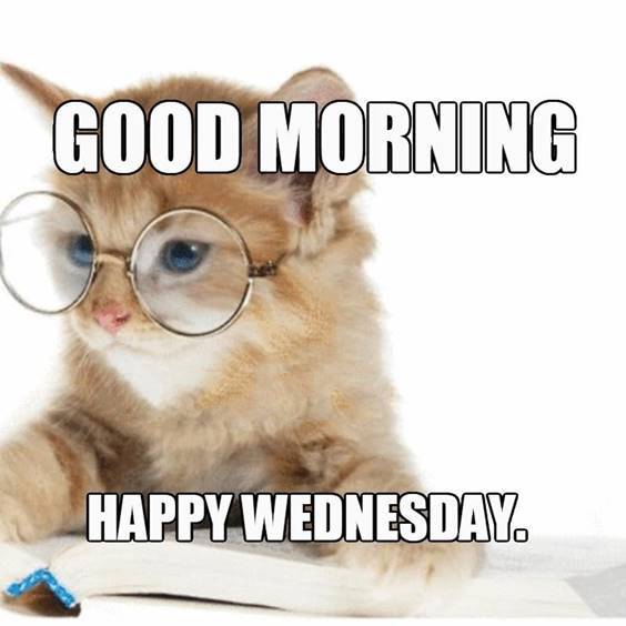 80 Really Funny Wednesday Memes to Make Brighten Your Hump day Dreams