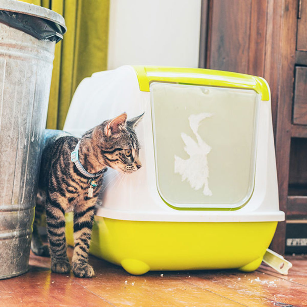Defecation Issues with Cats Dr. Elsey's