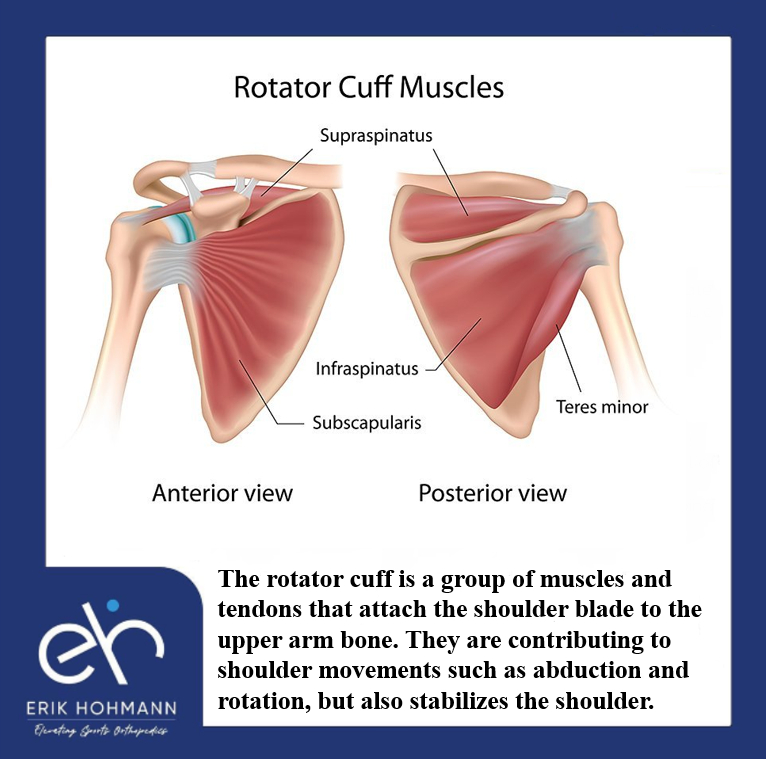 Rotator Cuff Muscles Dr. Erik Hohmann
