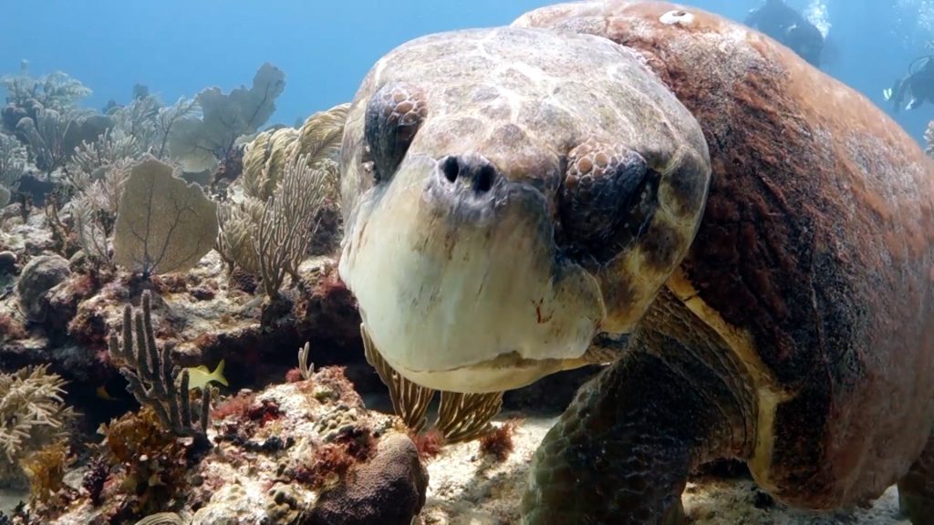 5 Loggerhead Turtle Facts That Will Surprise You Dressel Divers