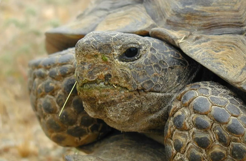 DRI interns join the search for elusive desert tortoises in Tule