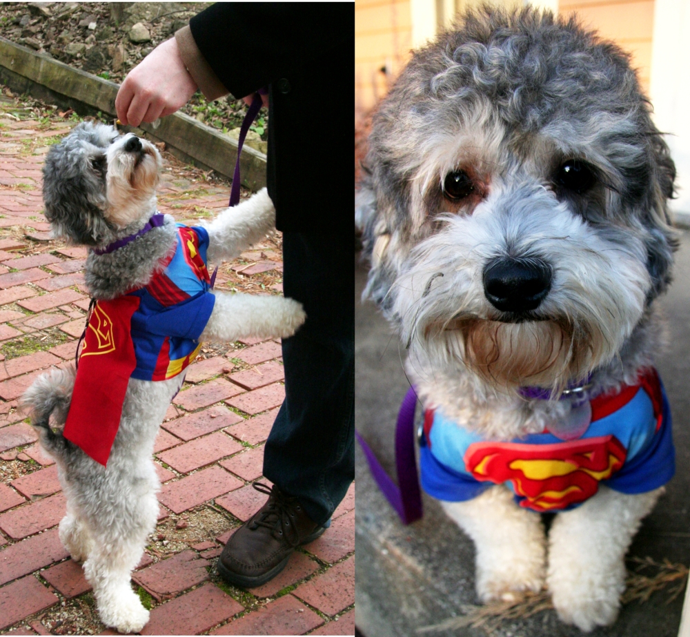 Pumpkin Bars and Poison Pills Driftless Appetite