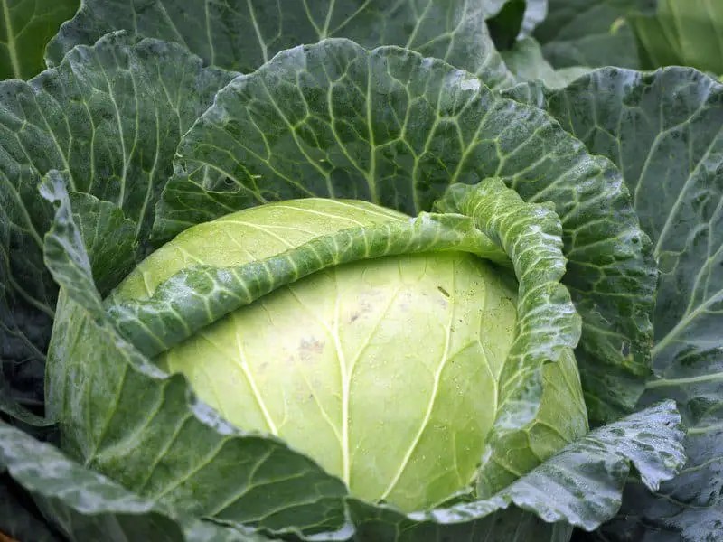 Benefits of Cabbage Juice The Truth Behind The Hype