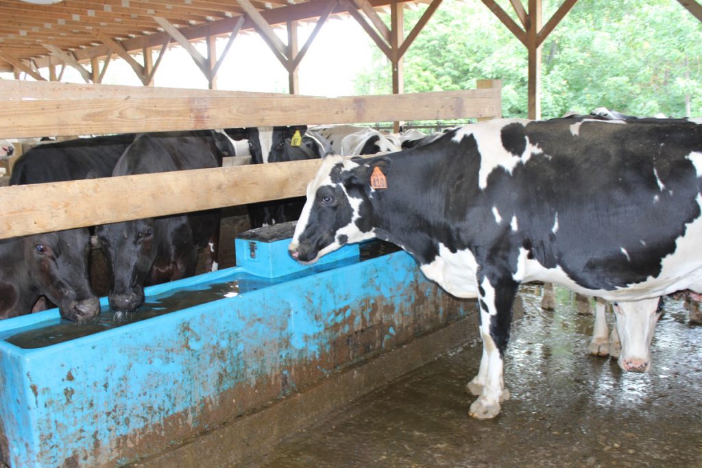As cool as a cow Drink Maine Milk