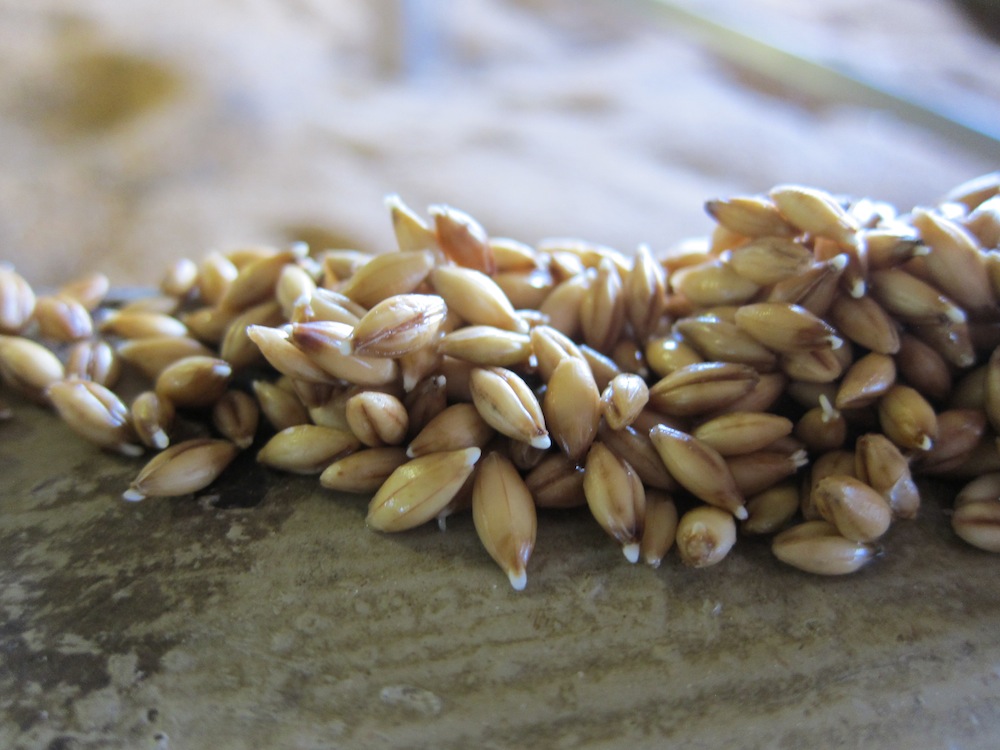 Port Ellen Maltings How Barley Malt Whisky Drink Spirits