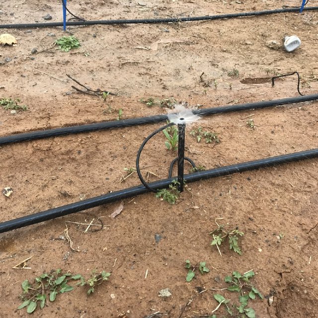How To Set Up Drip Irrigation For Fruit Trees Fruit Trees