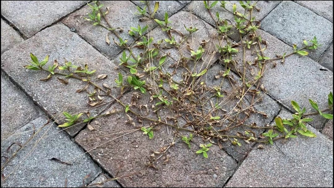 Best Ways to Kill & Prevent Texas Weeds Naturally Dripping Springs Guide