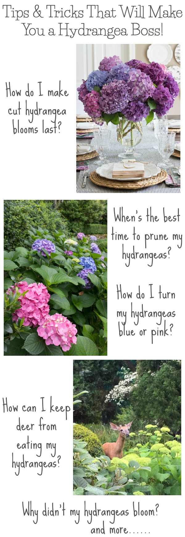 Hydrangea Cut Flowers Care HOW TO KEEP CUT HYDRANGEAS FROM WILTING