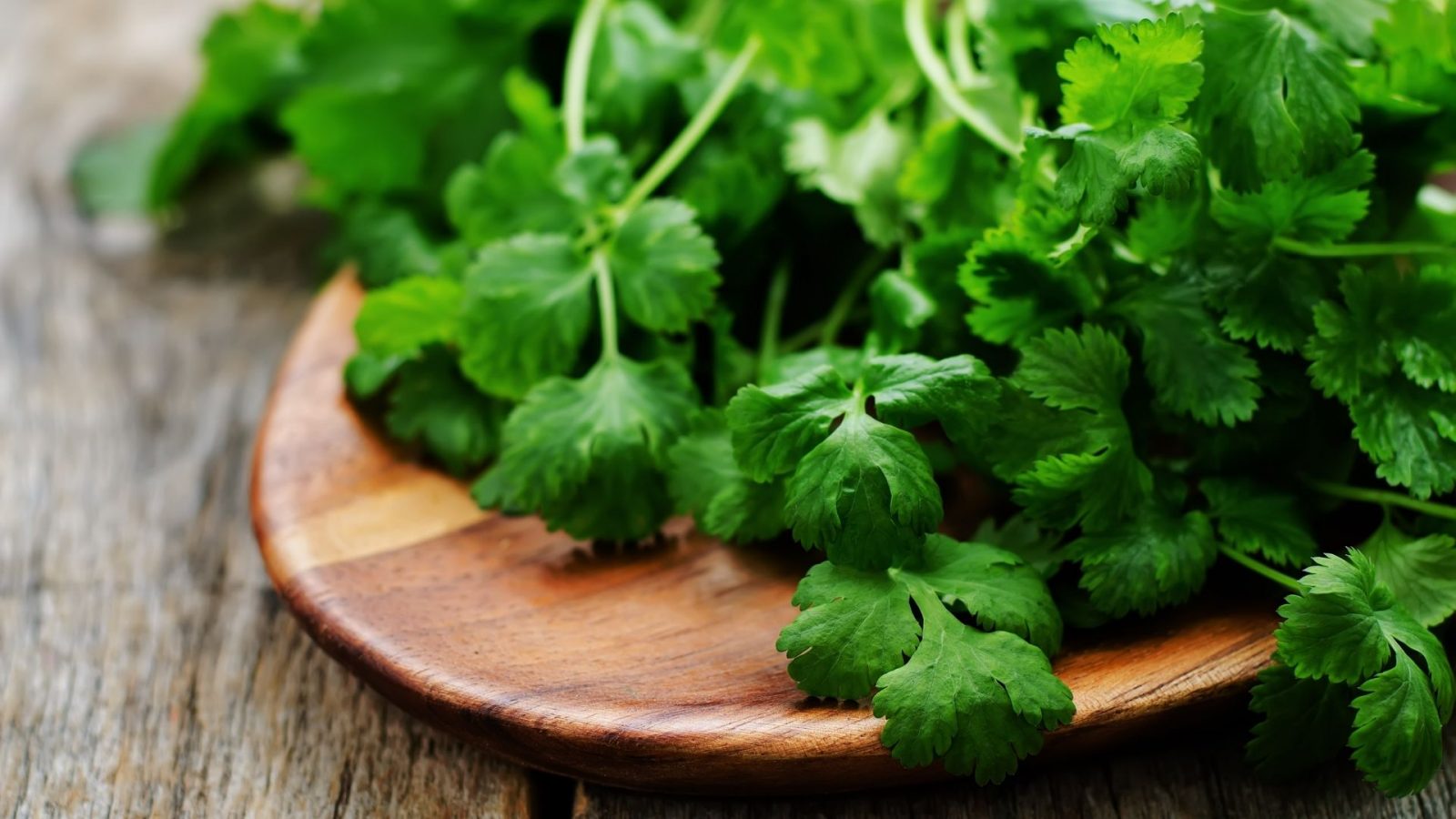 Coriander or Cilantro What’s the Difference? Healthy Living, Wellness & Nutrition Expert Dr