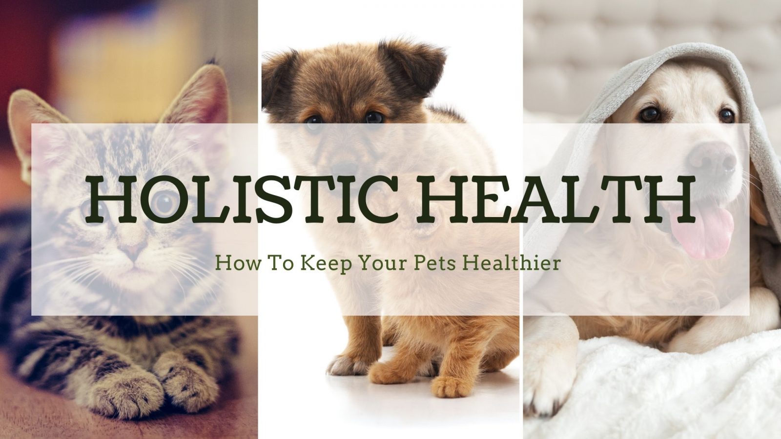 Holistic Health for Pets Natural Ways to Keep Your Pets Healthier