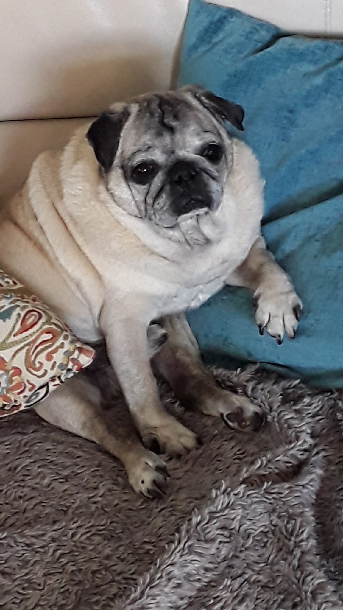 How Old Is Faze Rugs Dog Bosley