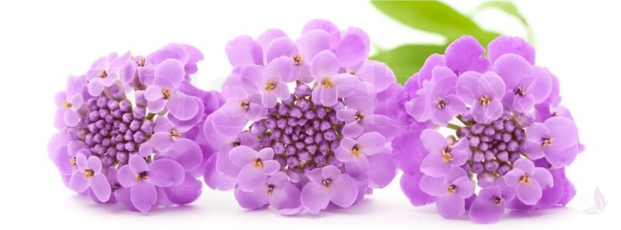 menopause Naturopathic Doctor Nirvana. Holistic Integrative Medicine