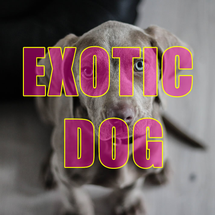 103+ Exotic Female Dog Names Ideas
