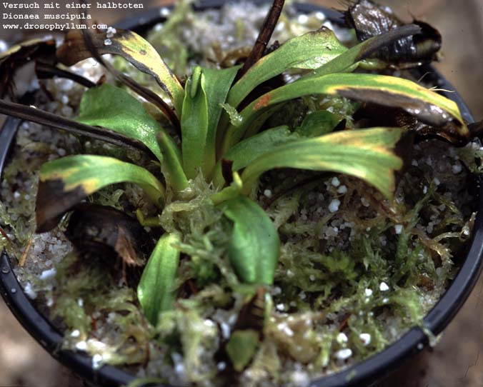 Venus Fly Trap bulbs from