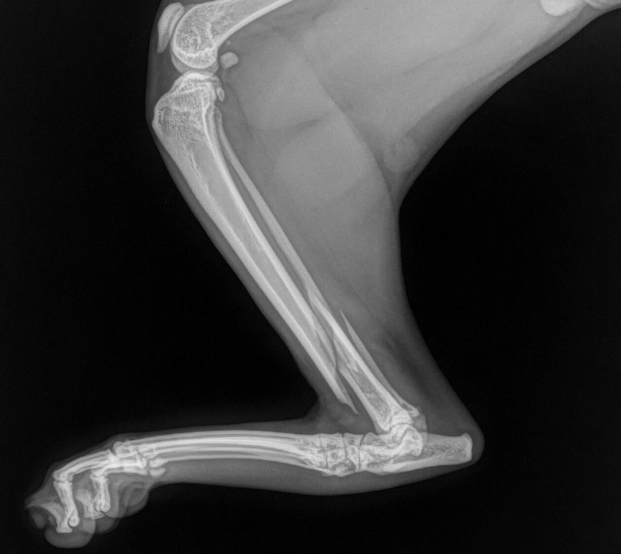 53 HQ Pictures Cat Broken Leg Surgery How to Tell If a Cat Has a