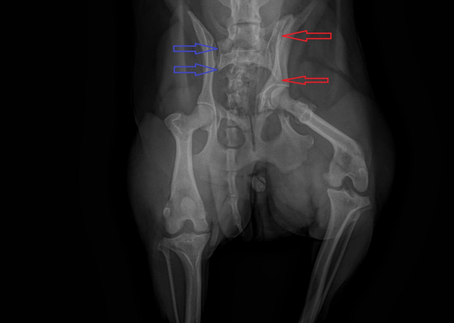 Achilles Was All Broken After He Got Hit By A Car... | Dr Phil Zeltzman's Blog