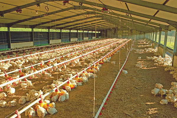The Shocking Truth Between Free Range, Cage Free, and Pasture Raised Eggs
