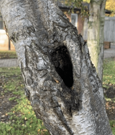 List 32+ Stock Images what does a bat nest in a tree look like Full HD, 2k, 4k
