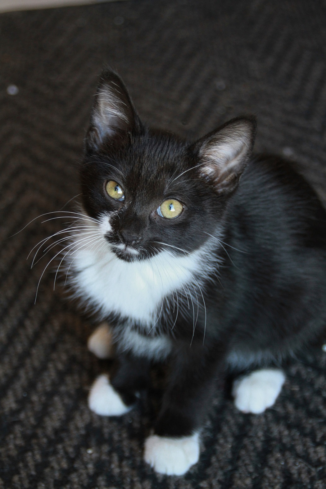 Liberty Drumheller & District Humane Society