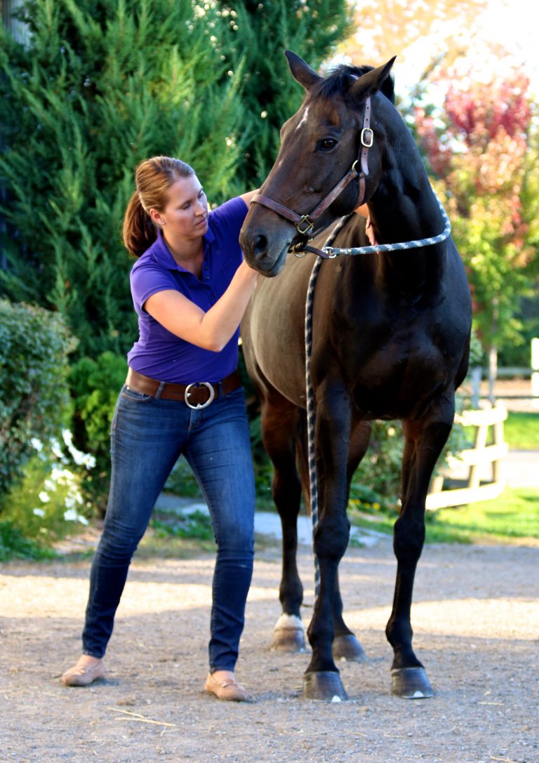 Equine chiropractic Dr Kristin Varik Equine, Canine and Human