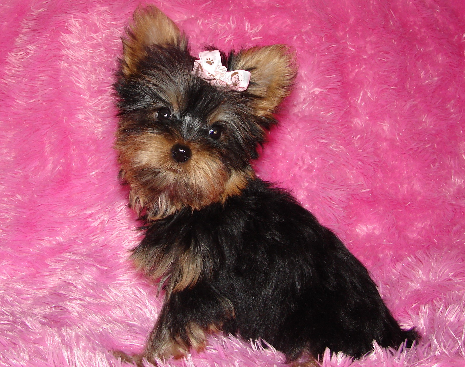 Yorkie Puppies For Sale Available Puppies