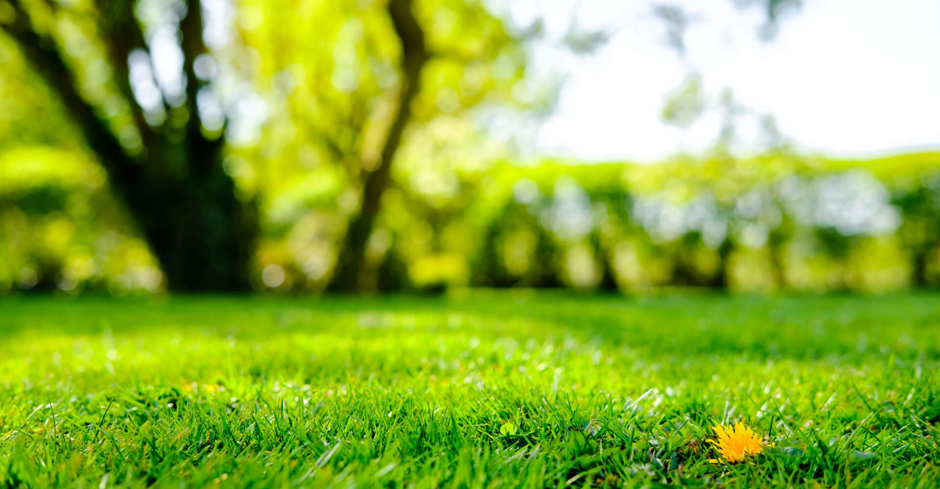 Using Lawn Maximiser as Top Dress for your Lawn, Perth