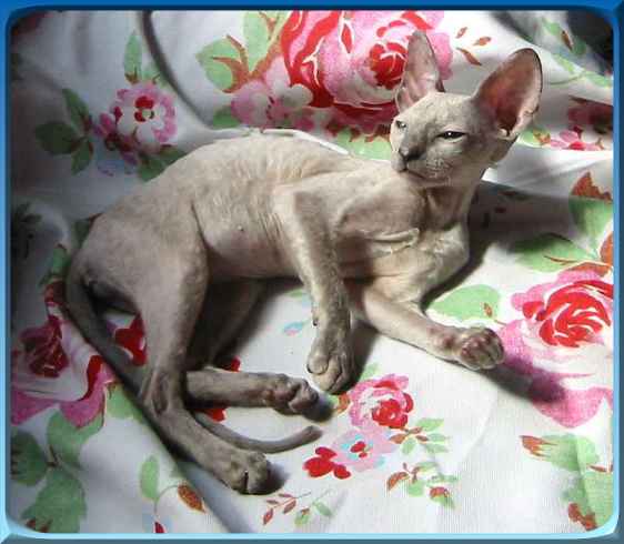 Cornish Rex Katze Cozmecatz Princess of the Universe