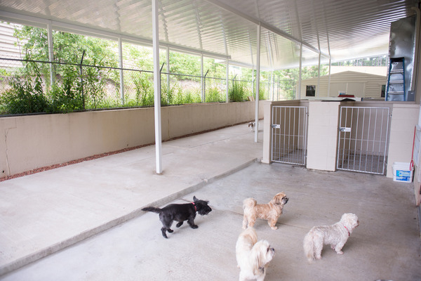 Pet Boarding Dog & Cat Play Dates in Augusta GA D'Tails Grooming