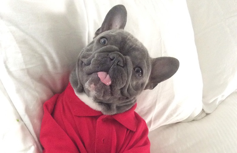 Skin Issues Faced By French Bulldogs Dtek Customs