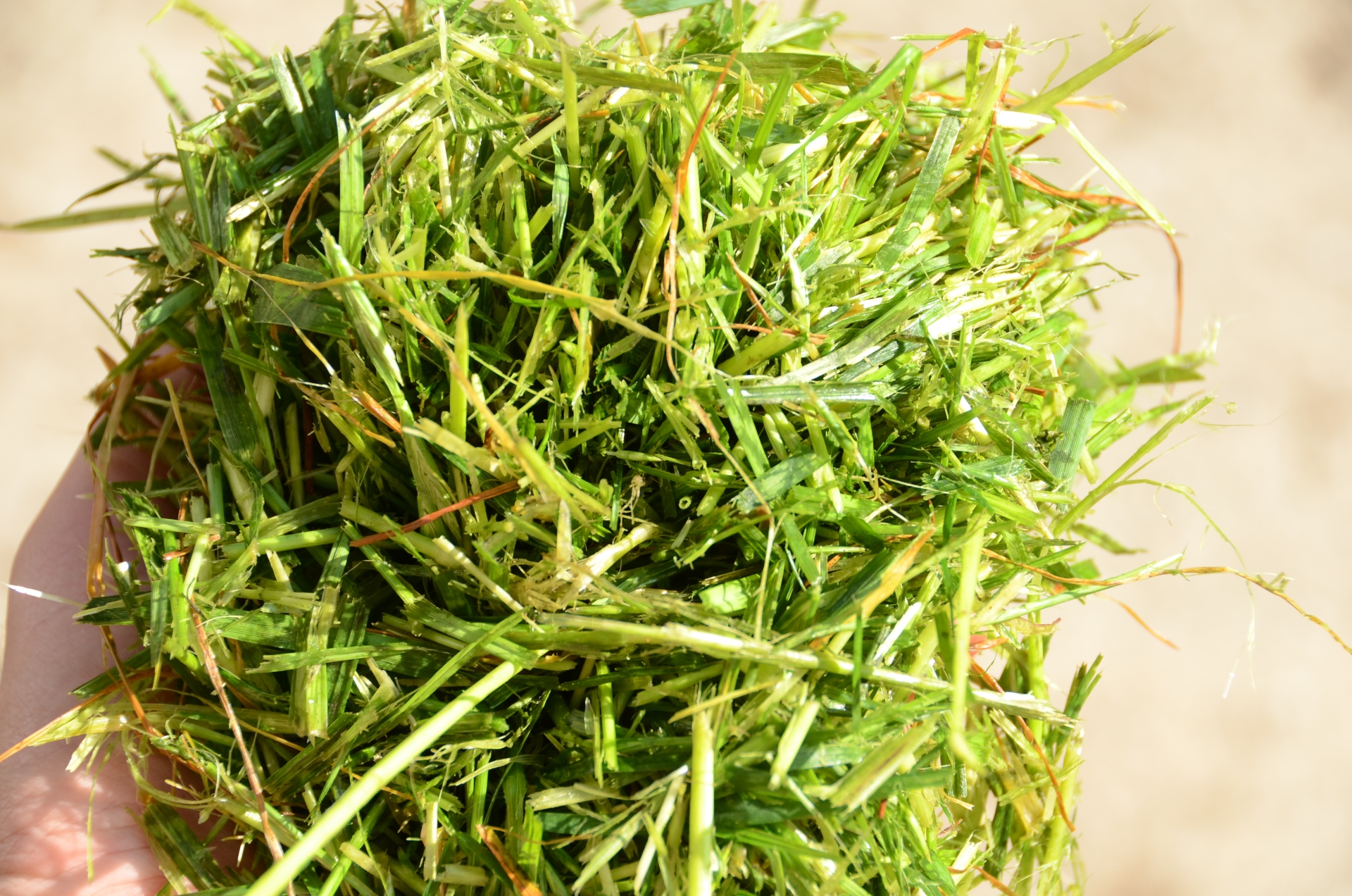 Project Grass fiberbased paper for sustainable “togo” packaging