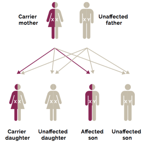 The Role of in Duchenne Muscular Dystrophy (DMD)