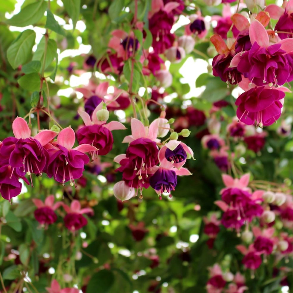 Fuchsia Garden News