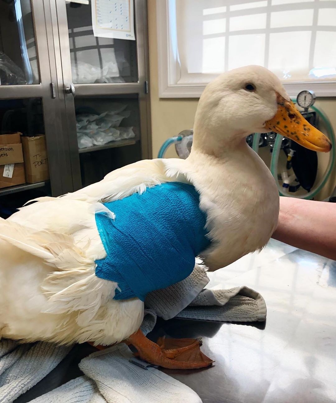 Harry’s Wing Amputation DuckDVM