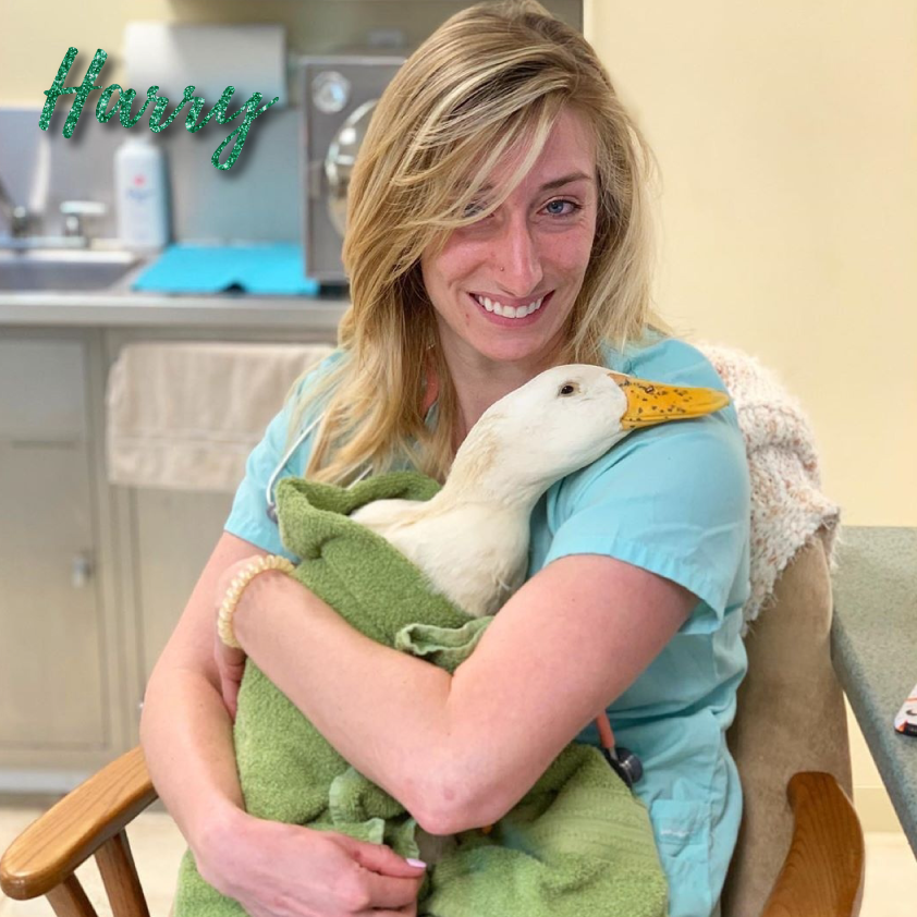 Harry’s Wing Amputation DuckDVM