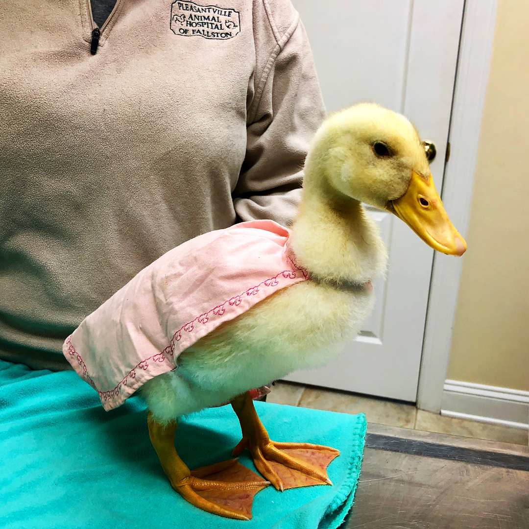 Linda the Duckling’s Dog Attack DuckDVM