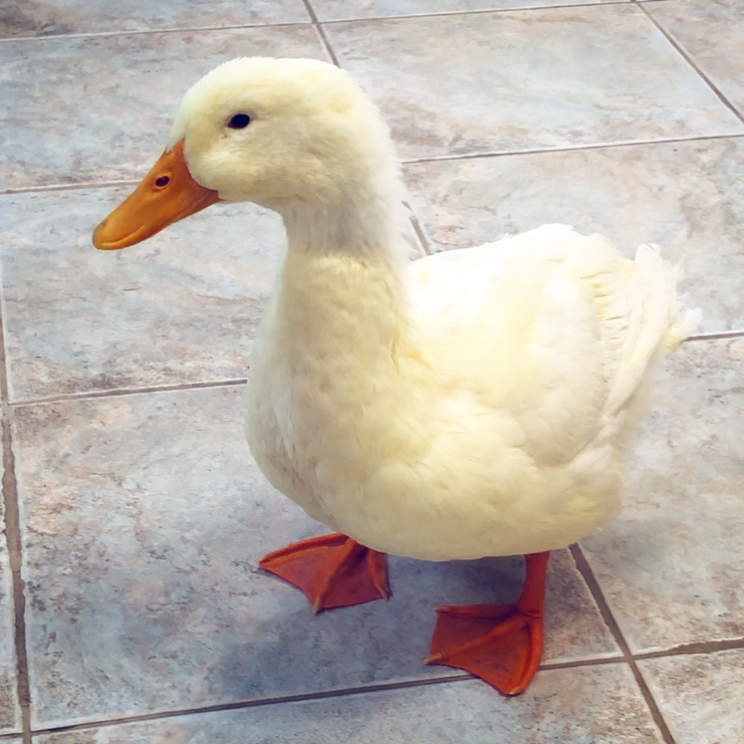 Linda the Duck’s Prolapsed Phallus DuckDVM
