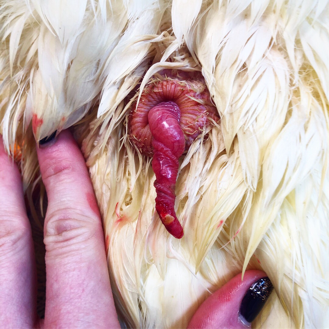 Linda the Duck’s Prolapsed Phallus DuckDVM