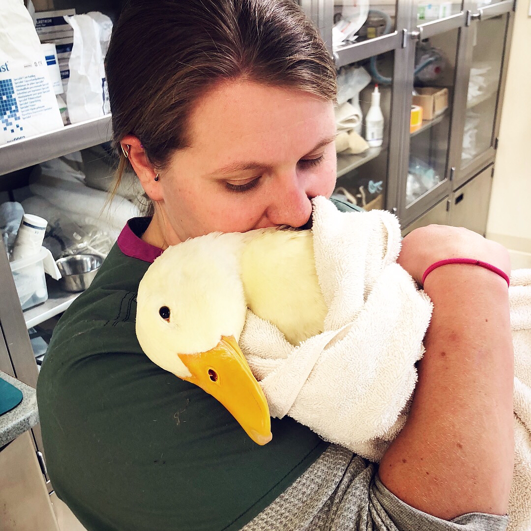 Linda the Duck’s Prolapsed Phallus DuckDVM