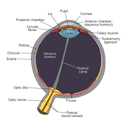 Biology for Kids Sight and the Eye