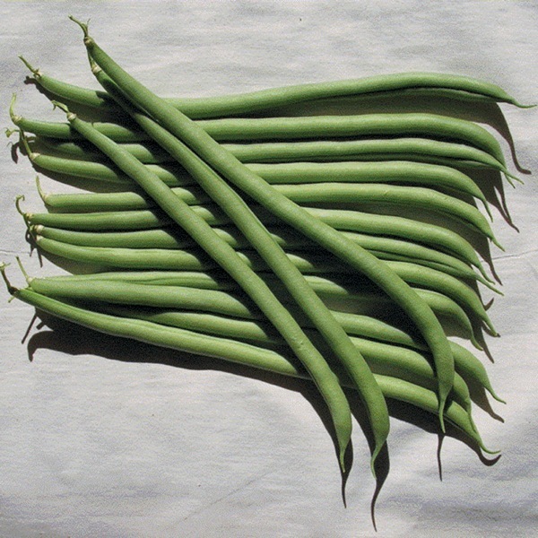 Graines potagères HARICOT A RAMES MANGETOUT VESPERAL