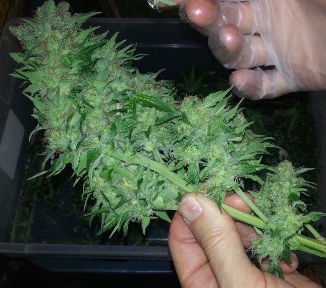 How to harvest, trim, and dry your indoor cannabis crop, by TheCapn