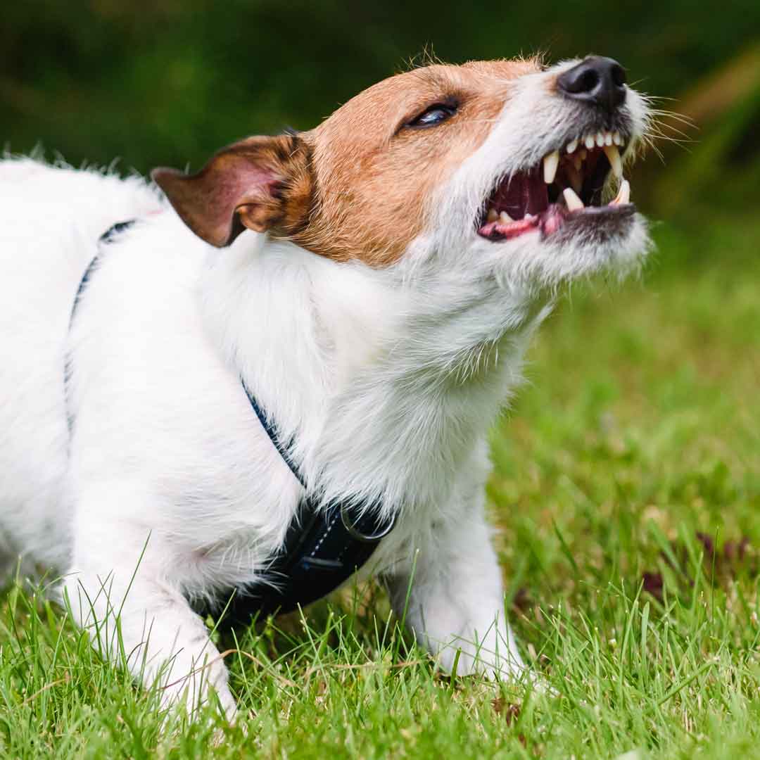 What You Need to Know About Dog Bite Laws and Compensation Claims