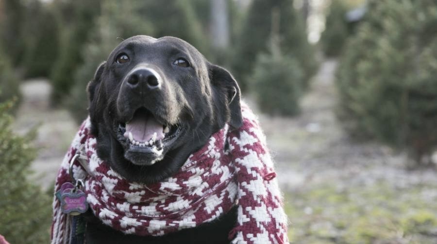 Easy Dog Scarf Knitting Pattern for Your Furry Friend
