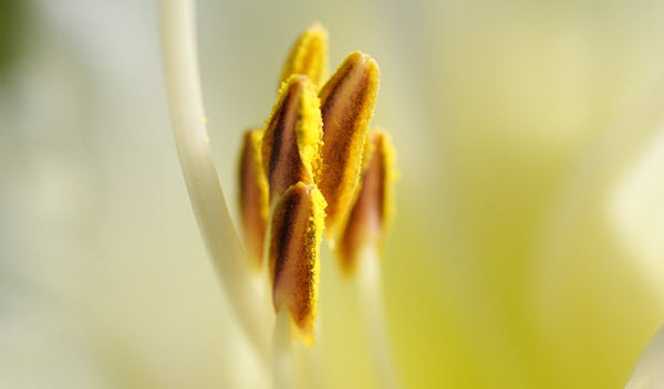 Lily Pollen Nightmares How To Remove A Lily Pollen Stain From A Carpet