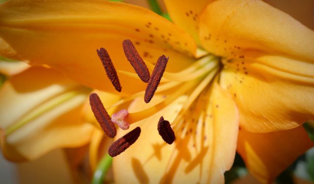 Lily Pollen Nightmares How To Remove A Lily Pollen Stain From A Carpet